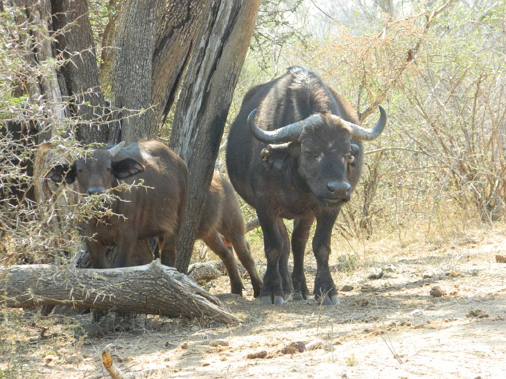 Suedafrika (137)